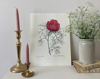 Botanical Book Plate Etsy Botanical Book Plate Etsy