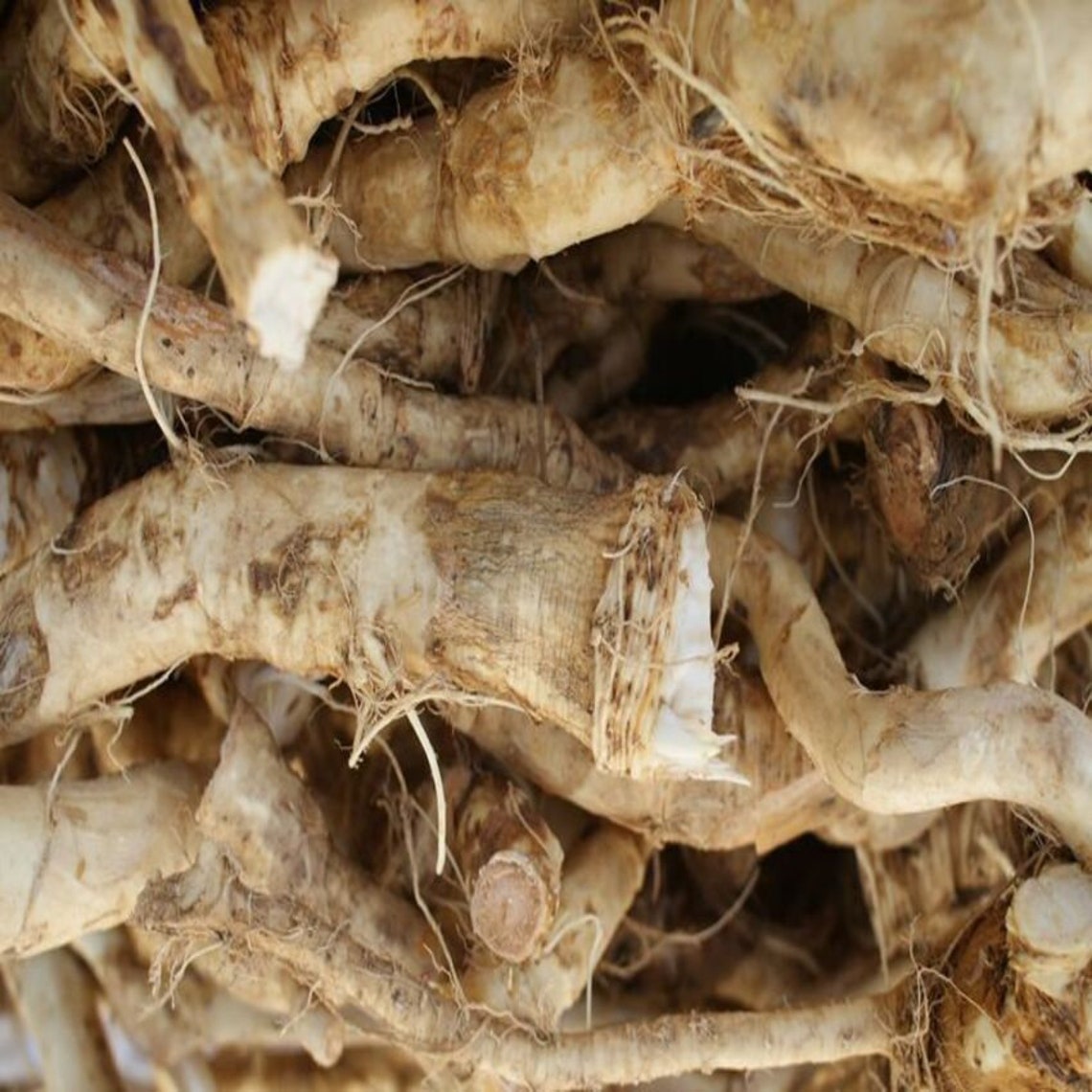 HORSERADISH ROOT Freshest It Can Be Fresh Ground Top Quality 100