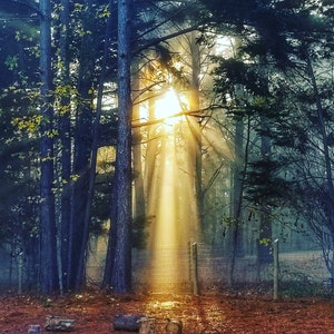 Sunlight in the trees