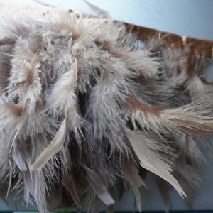 Könnte beinhalten: Eine dekorative Borte mit einer dichten Schicht aus weichen, hellbraunen und beigen Federn, die an einem schmalen, passenden Satinband befestigt sind. Die Federn variieren in Länge und Textur und erzeugen ein voluminöses, geschichtetes Aussehen.