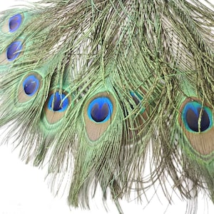 20 pcs peacock feathers plumes 10-35inches for wedding centerpiece supply craft prom supply