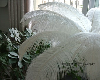 May include: A bunch of white ostrich feathers arranged in a fan shape. The feathers are soft and fluffy, and they are perfect for adding a touch of elegance to any event.
