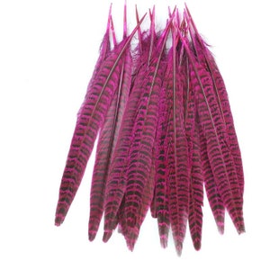 May include: A bunch of pink pheasant feathers with black barring. The feathers are arranged in a fan shape.