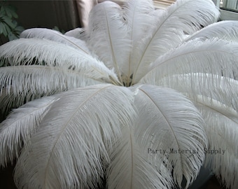 May include: A bunch of white ostrich feathers arranged in a fan shape. The feathers are soft and fluffy, and they would be perfect for a craft project or a decorative centerpiece.