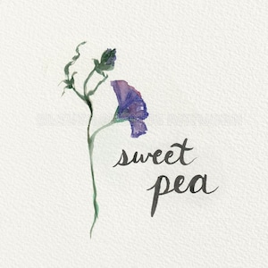 Sweet Pea in April- Flowers of the Year Collection