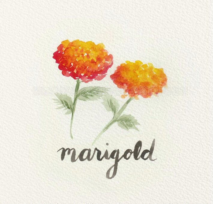 Marigold In October Flowers Of The Year Collection Etsy