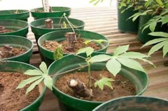 3 Stem Cutting for Growing Mani hot Cassava esculent 7 inch