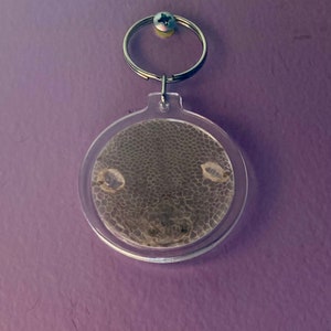 May include: A clear round keychain with a preserved snake skin inside. The skin is light brown with a textured pattern. The keychain has a silver metal ring.