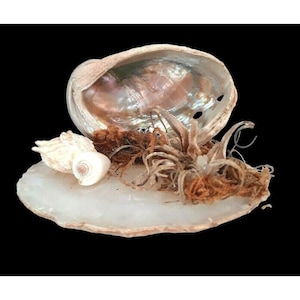 May include: A white abalone shell with a pearly iridescent interior, a small white seashell, and dried brown moss on a white agate slice.