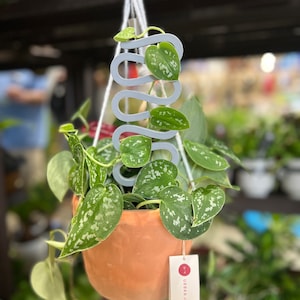 Pothos Trellis - Etsy Canada