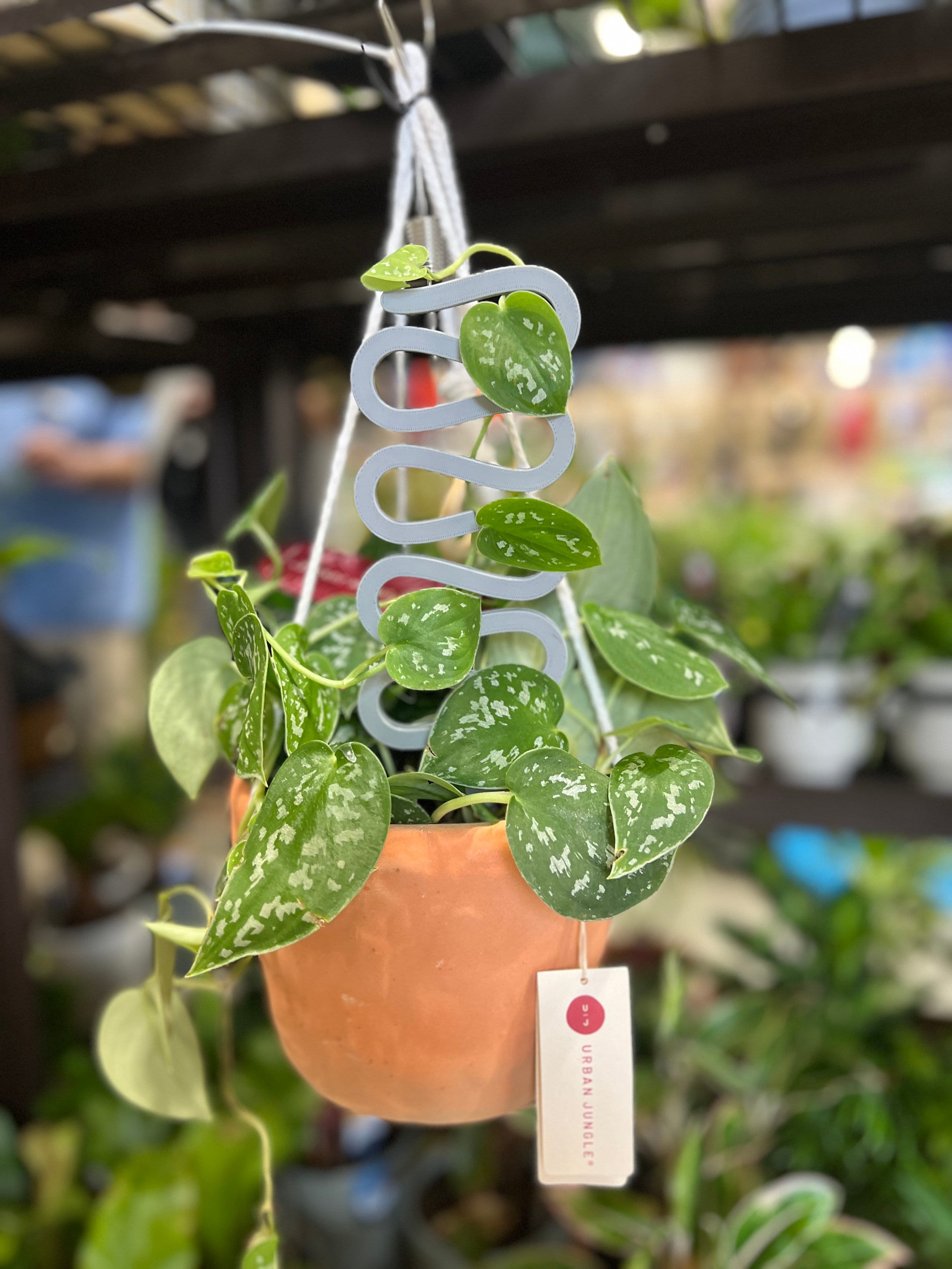 big plants Fiddle Leaf Fig Potted Houseplant main image 0