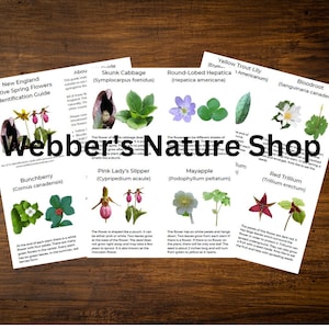 May include: A guide to identifying New England native spring flowers. The guide features illustrations of various flowers, including the Pink Lady's Slipper, Mayapple, and Red Trillium. The guide is titled "Webber's Nature Shop".