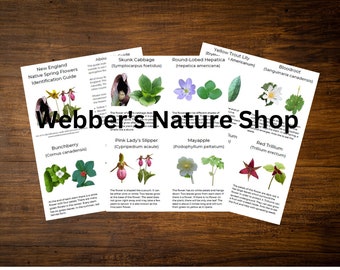 DIGITAL New England Native Spring Flowers Identification Guide