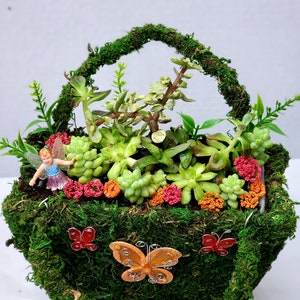 Preserved Green Moss Basket with Succulents Arrangement