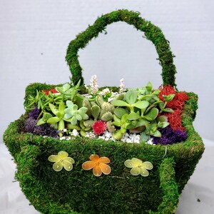 Preserved Green Moss Basket with Succulents Arrangement