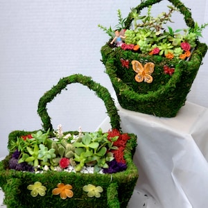 2 Preserved Green Moss Baskets with Succulents Arrangements Combo