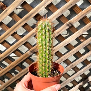 4&quot; Cactus Plants-Cacti Succulent-Live Plant Unique-Live Cactus-Succulent-Live Cactus Plant-Rare Cactus Plant - Cactus Plants