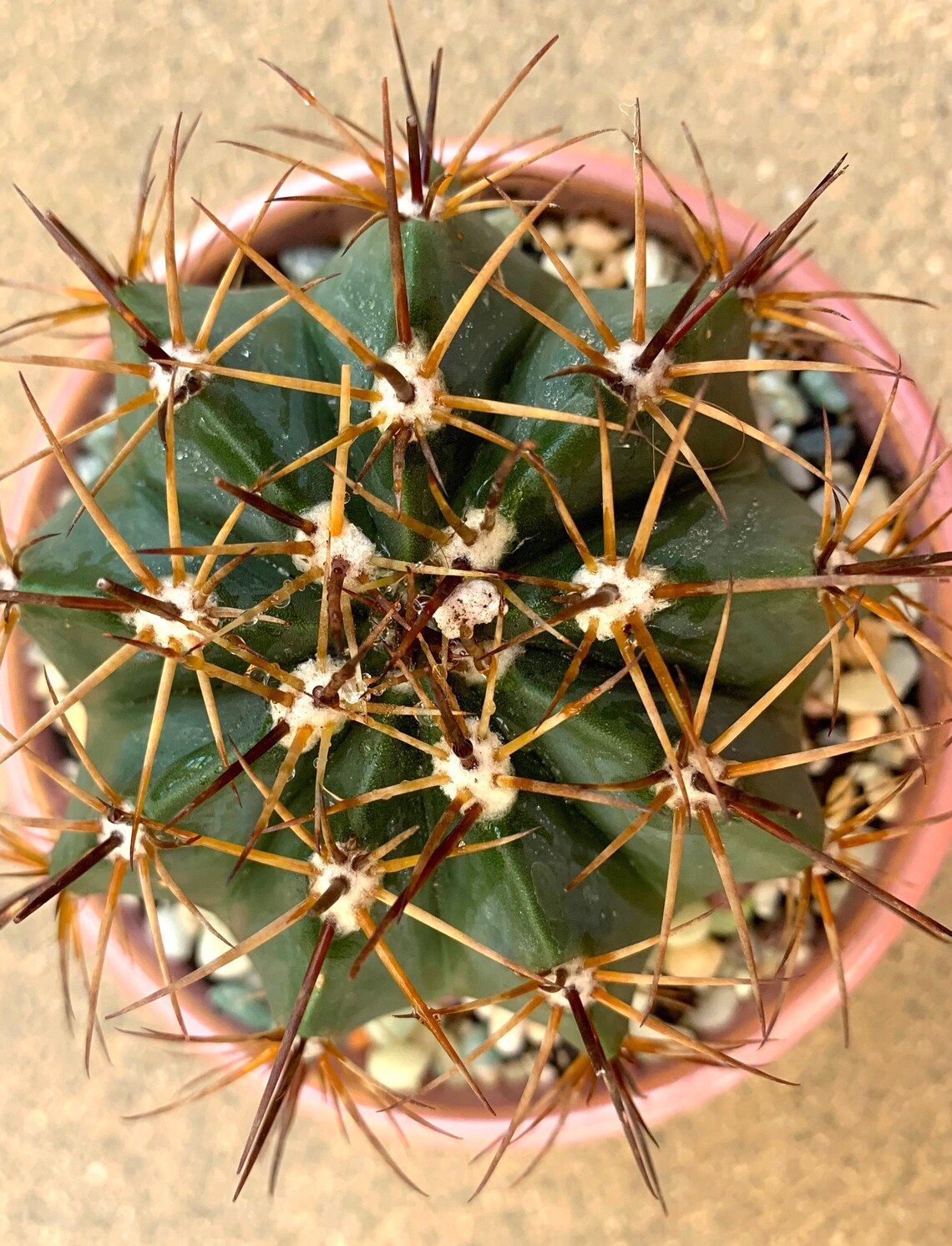 Where Can I Buy Large Cactus Plants at Leta Cano blog