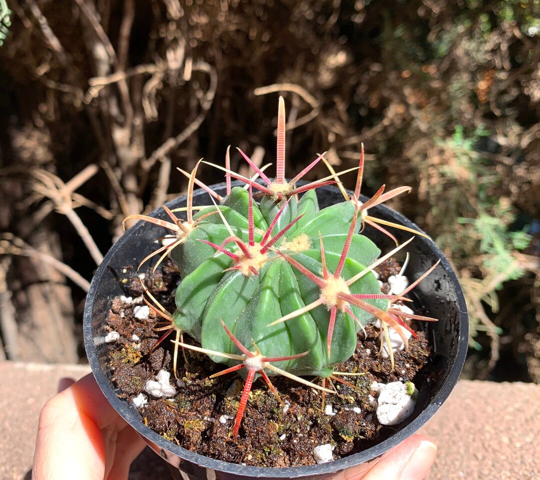 Devil's Tongue 4 Cactus Plant Cacti Succulentlive Etsy UK