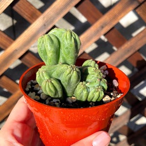 Thing Ming Cactus - Cacti Succulent - Live Plant Unique - Live Cactus - Succulent - live cactus plant - 4&quot; Large Cactus - Rare Cactus Plant