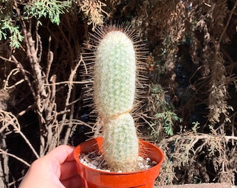 Old Man Cactus Plant - Large Cactus Plant - White Cactus - Succulent & Cacti - Live cactus plant - Live Cactus - Cactus Plants - Rare Cactus
