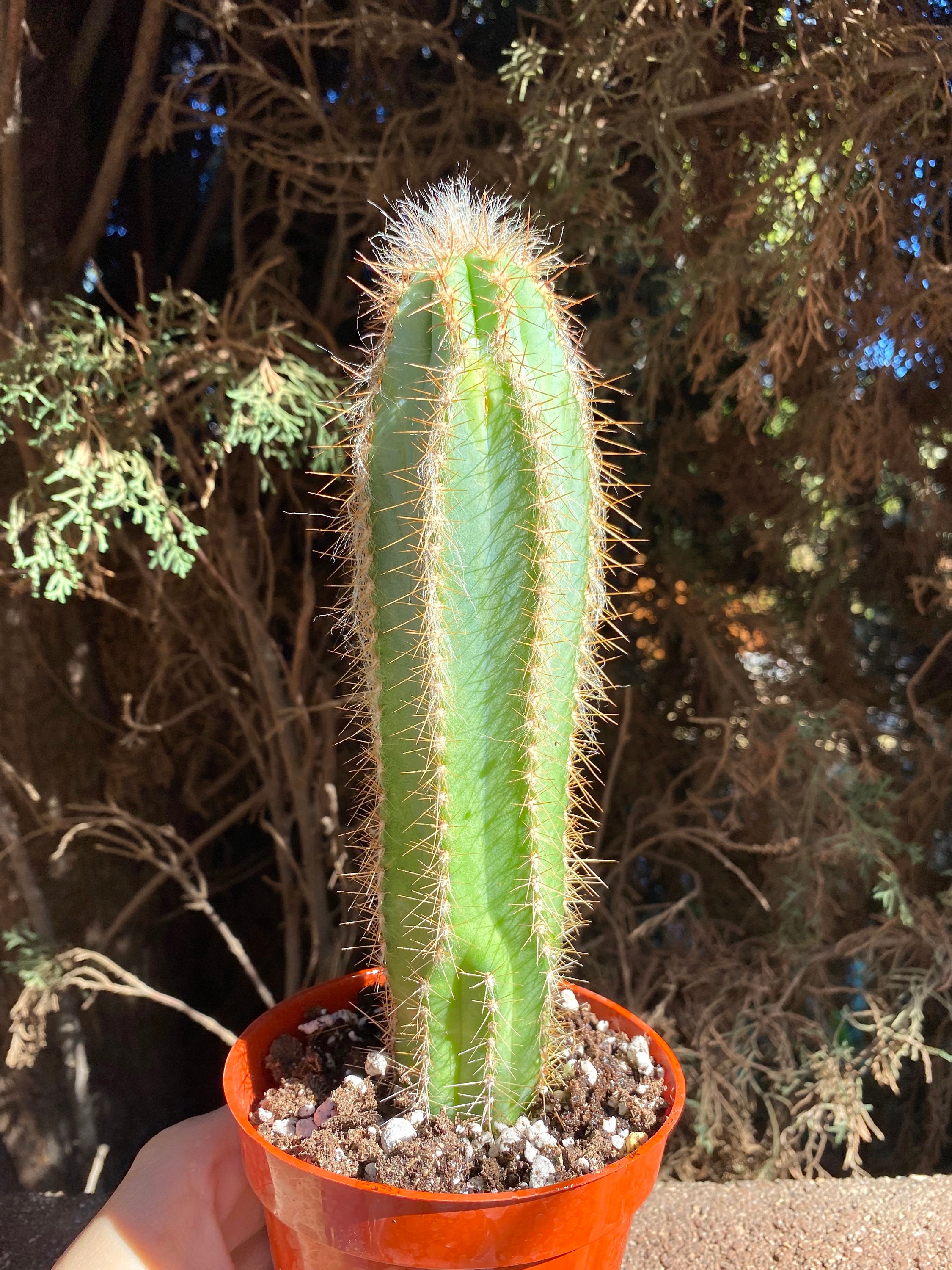 Large 4 Cactus Plant Blue Torch Cactus Plant Live - Etsy