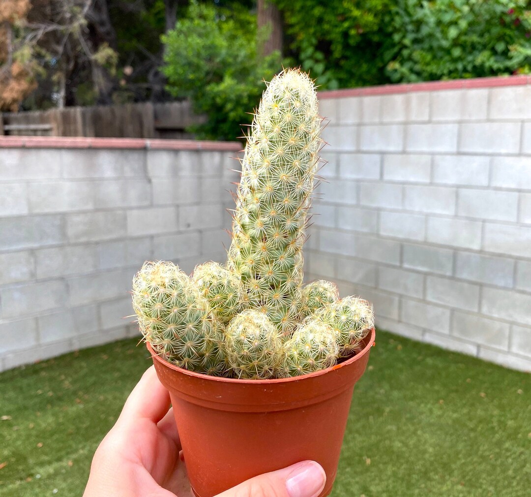 4 Lady Finger Cactus Plant Angel Wing Cactus Etsy