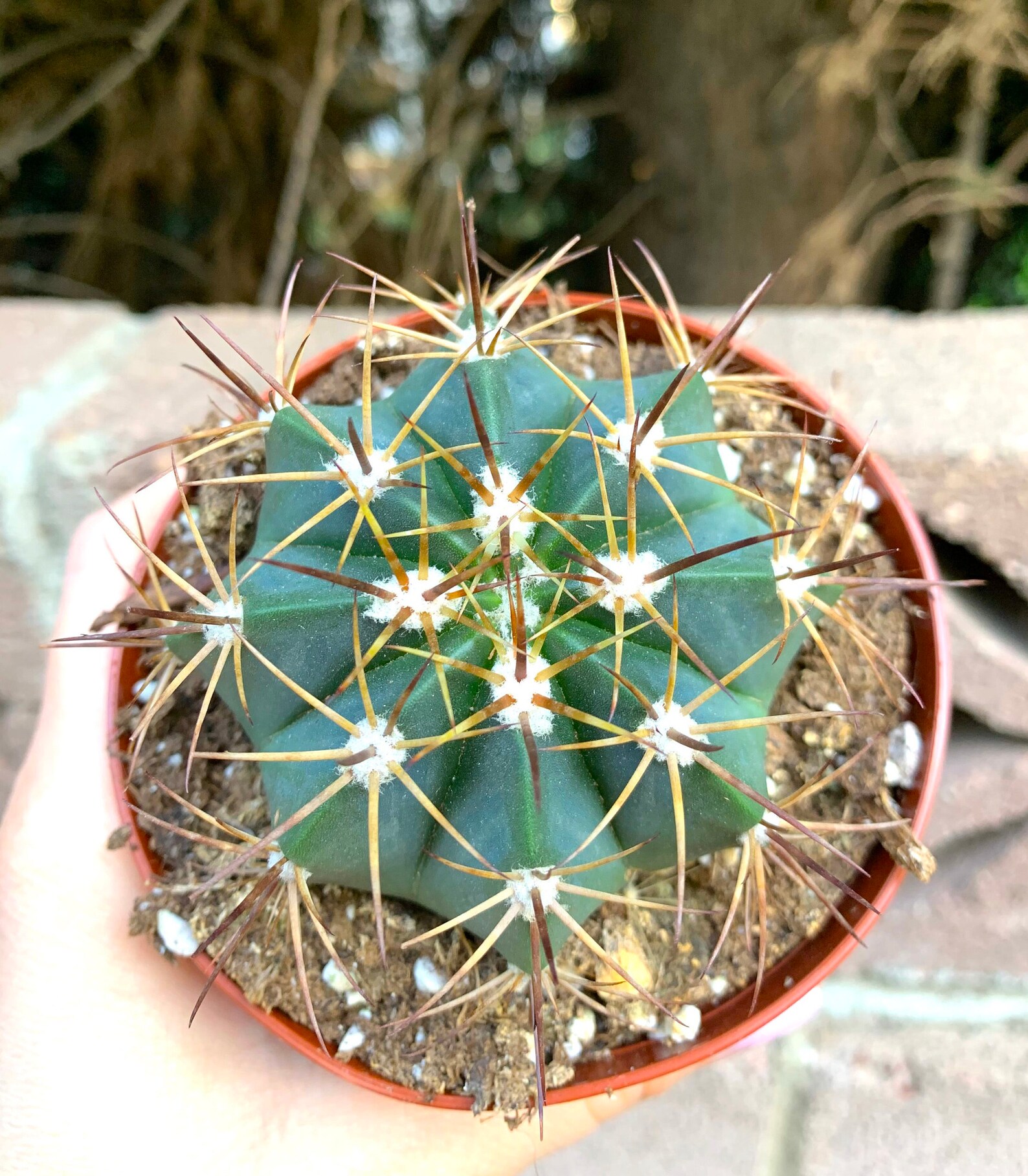 4 Large CactusCacti SucculentLive Plant UniqueLive Etsy