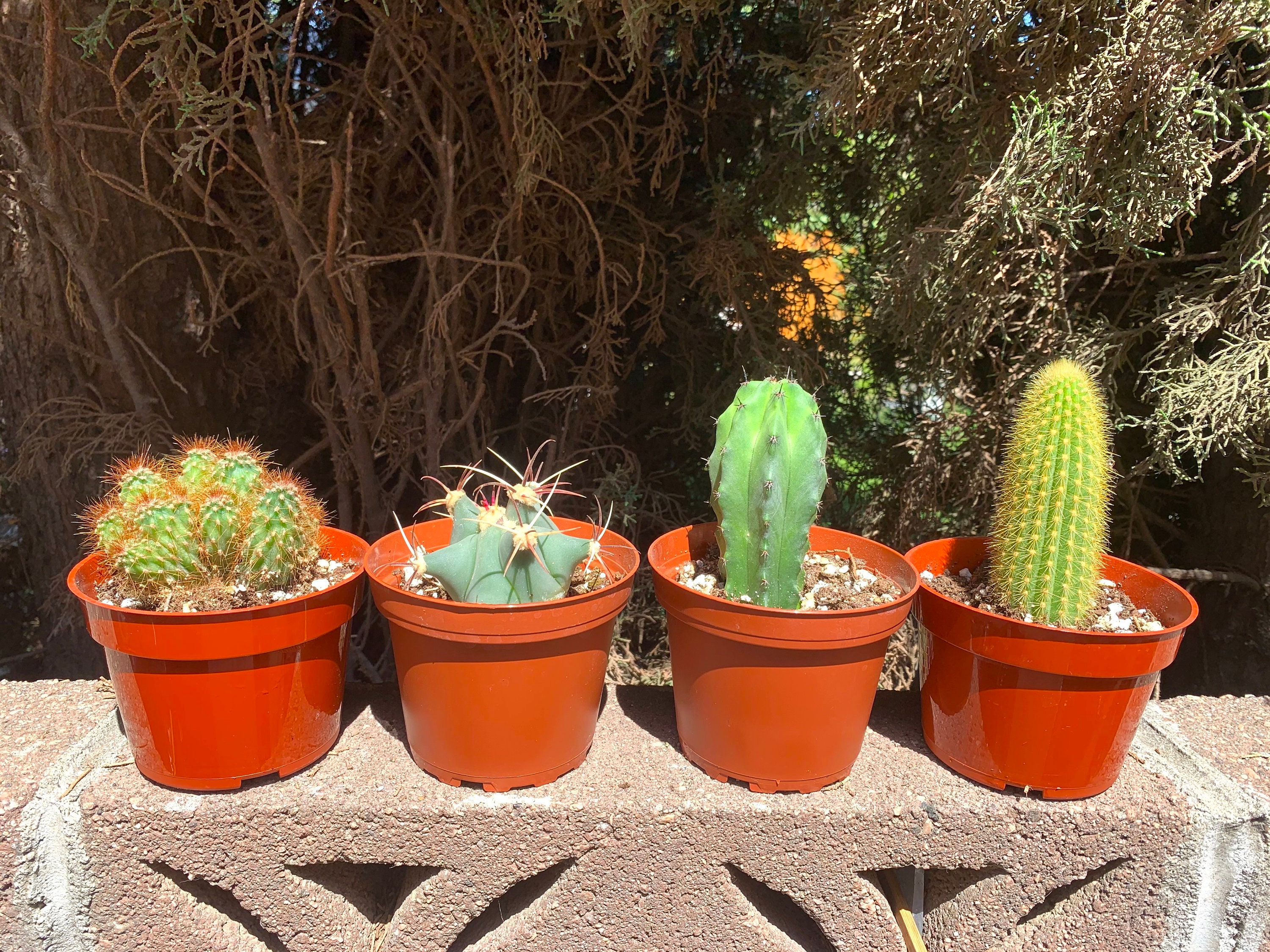 4Pack 4 Cactus plants Cacti Succulent Live Plant Etsy
