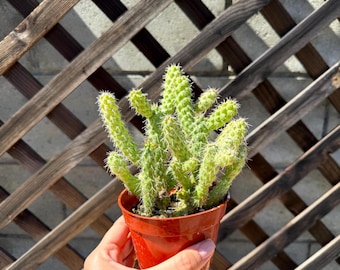 Opuntia Monocatha Monstros Variegata | Live Rooted Succulent-cactus - Etsy