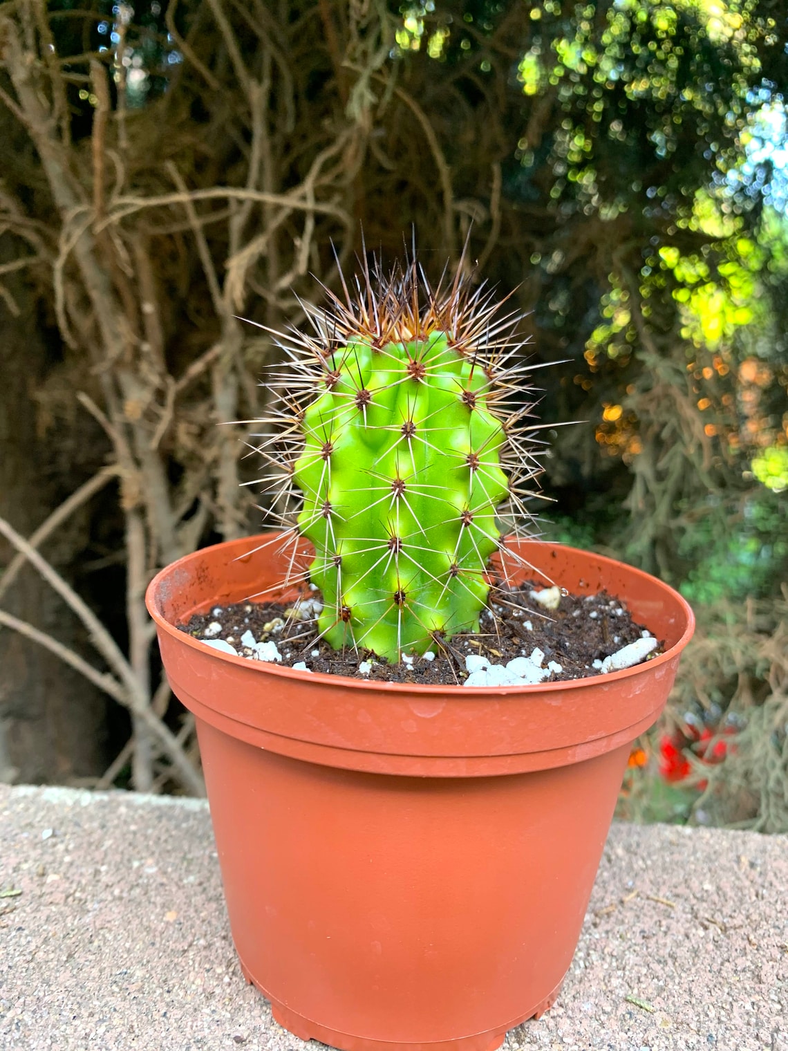 Blue Torch Cactus Plants 4 Large Cactus-Cactus | Etsy