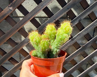 Cereus Peruvianus Monstrose Cactus - Cacti Succulent-Easy Care Plant-Live Cactus-Succulents-live cactus plant - Cactus Plants - Cactus Plant