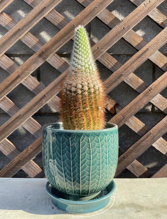 Large Cactus Plants - Cacti Succulent-live Plant Unique-live Cactus -  Succulent - Live Cactus Plant - Rare Cactus Plant - Etsy