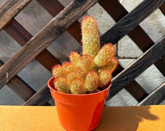 Large Lady Finger Cactus Plant - Cactus Plant - Live Cactus - Succulents - Live Succulent - Succulent Plants - Rare Cactus Plant