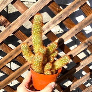 4&quot; Lady Finger Cactus - Angel Wing Cactus-Optunia Microdasys-Succulents-Live Cactus-Live Succulent-Cactus Plant-Succulent Plants-Rare Cactus