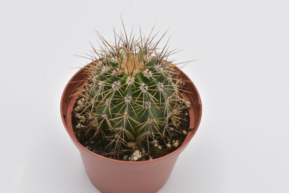 Mammillaria Cactus Plant - Live Cactus - Succulents - Live Succulent - Live  Cactus Plant - Succulent Plants - Rare Plant - Etsy Israel