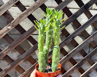 Large Eve's Needle Cactus Plant - Cacti Succulent - Plant - Live Cactus - live cactus plant - Rare Cactus Plant - Cactus Plants - Cacti