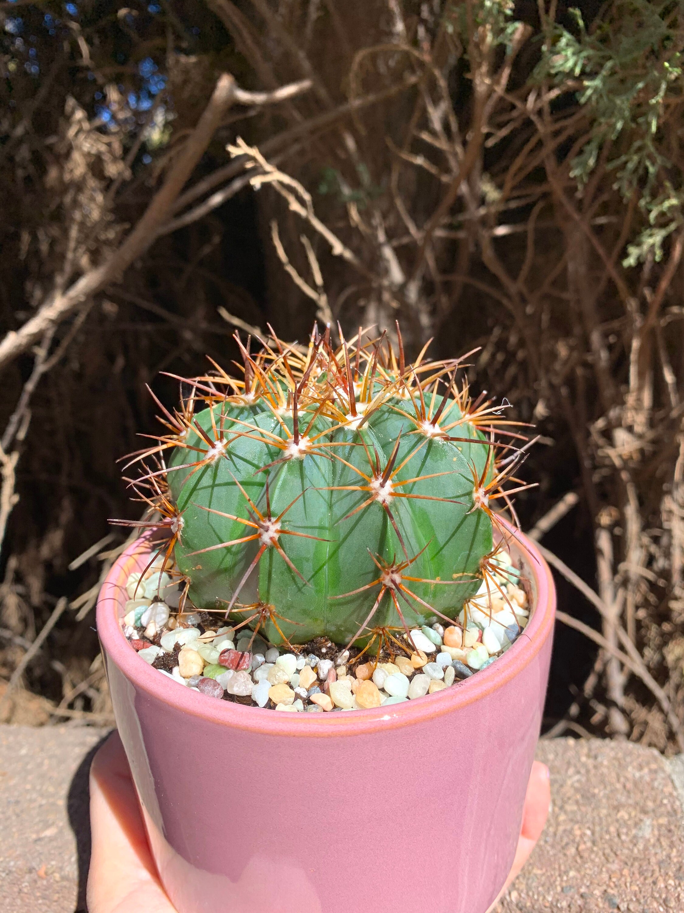 4 Large Cactus Plant Melocactus Conoideus Large Etsy