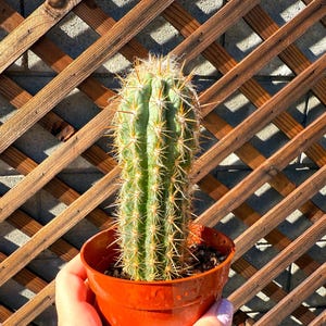 4&quot; Large Cactus Plants-Cacti Succulent-Live Plant Unique-Live Cactus-Succulent-Live Cactus Plant-Rare Cactus Plant