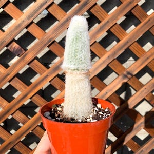 4&quot; Old Man Cactus Plant - Cactus Plant- Cactus Plant-Live Cactus - Succulent Plants-Rare Cactus Plant - Cactus Plants - White Cactus