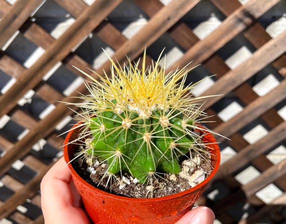 Golden Barrel 4" Echinocactus Grusonii Cactus Plant - Cactus Plants - Live  Cactus- Cactus Plants - Live Succulent -succulent - Cactus Plant - Etsy