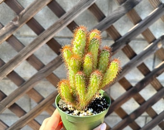 Cactud Neoraimondia Herzogiana Cactus, Baseball Bat Cactus, Live