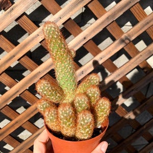 4&quot; Lady Finger Cactus Plant - Succulents-Live Cactus-Live Succulent-Cactus Plant-Succulent Plants-Rare Cactus