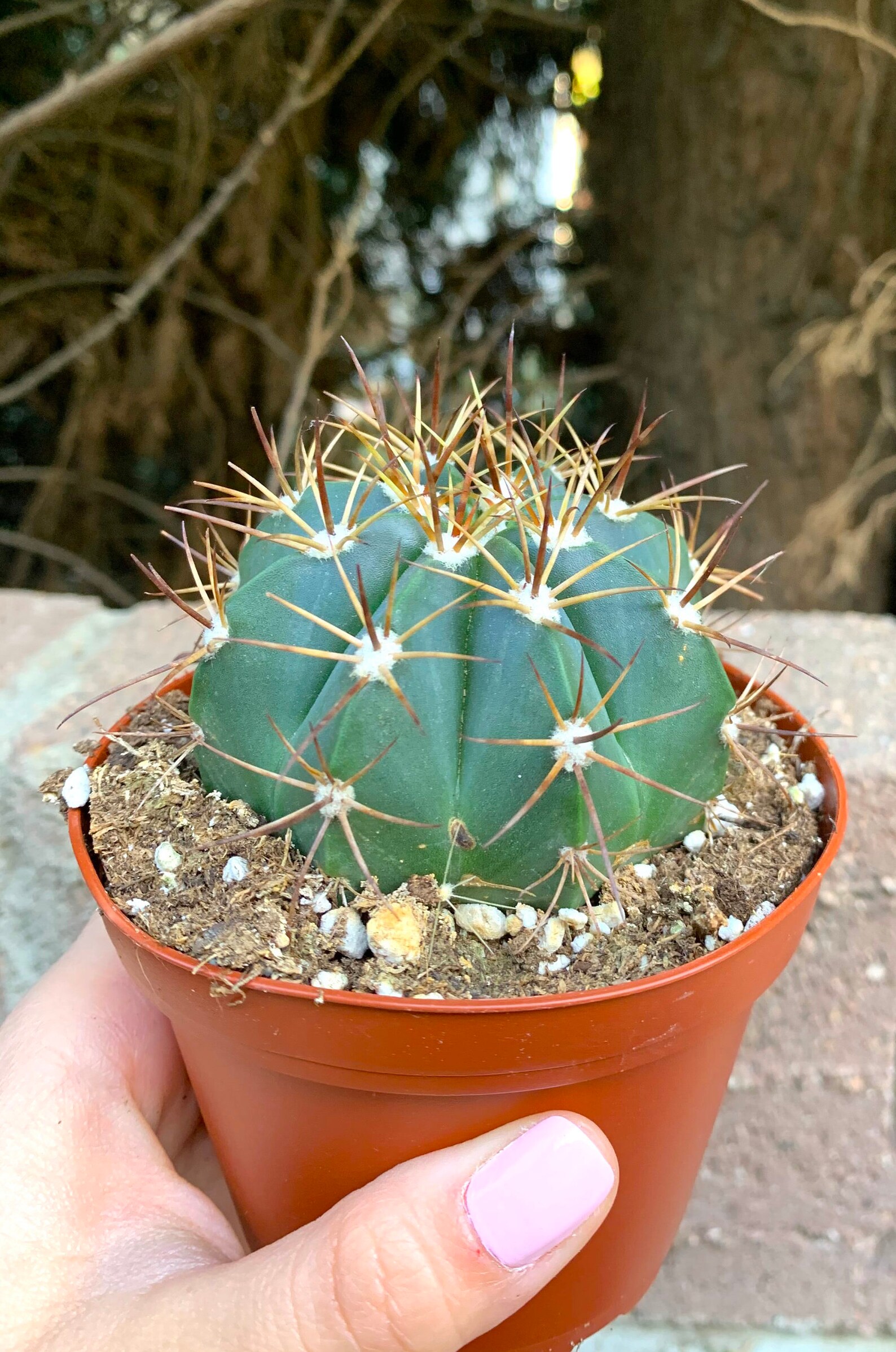 4 Large CactusCacti SucculentLive Plant UniqueLive Etsy