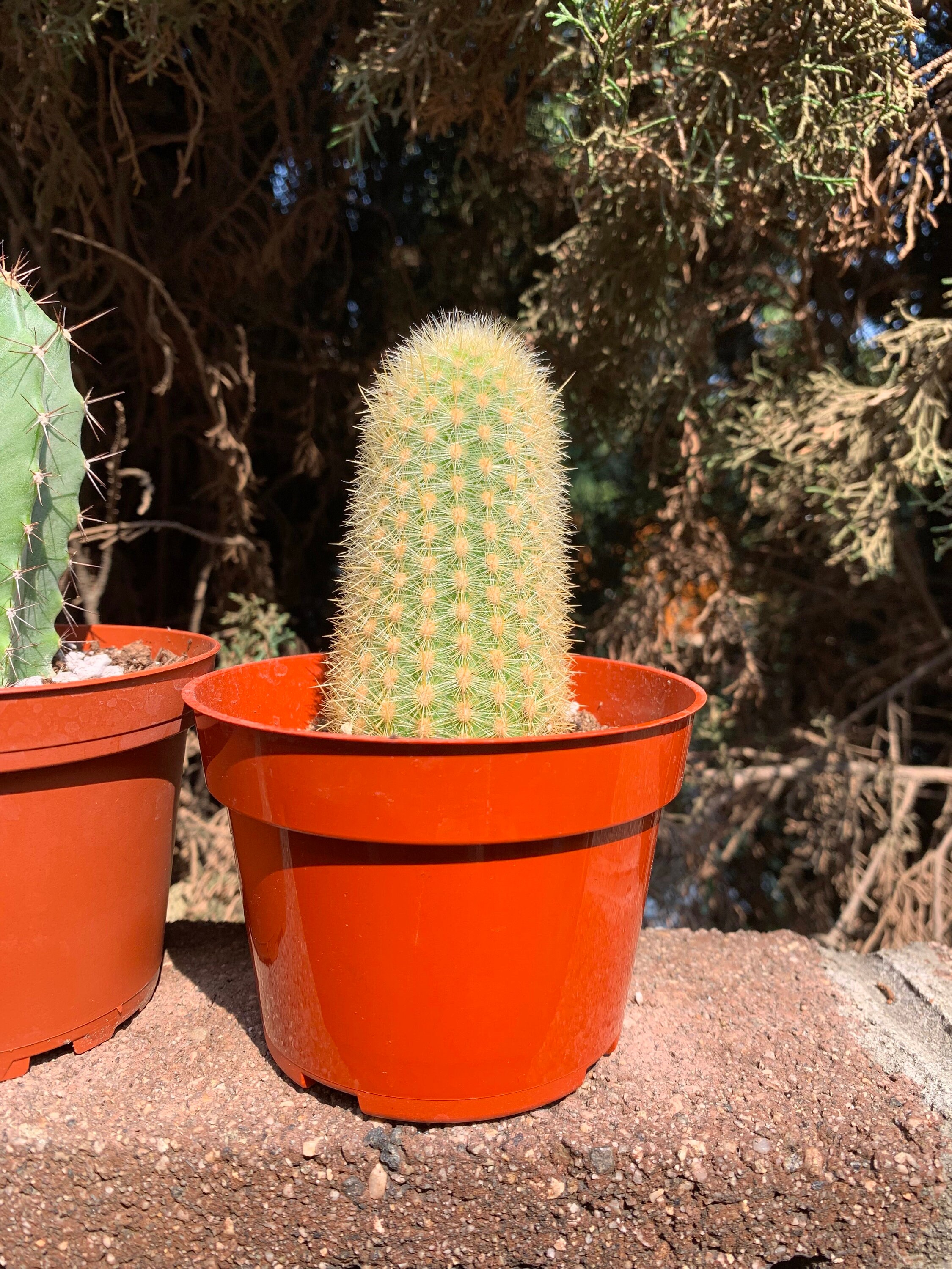 3pack 4 Cactus Plants Live Plant Unique Plant Etsy
