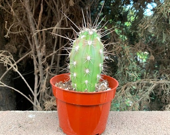 Rare Toothpick cactus 4" Large Cactus-Stetsonia cactus-Cacti Succulent-Live Plant Unique-Live Cactus-Succulent-Live Cactus Plant-Rare Cactus