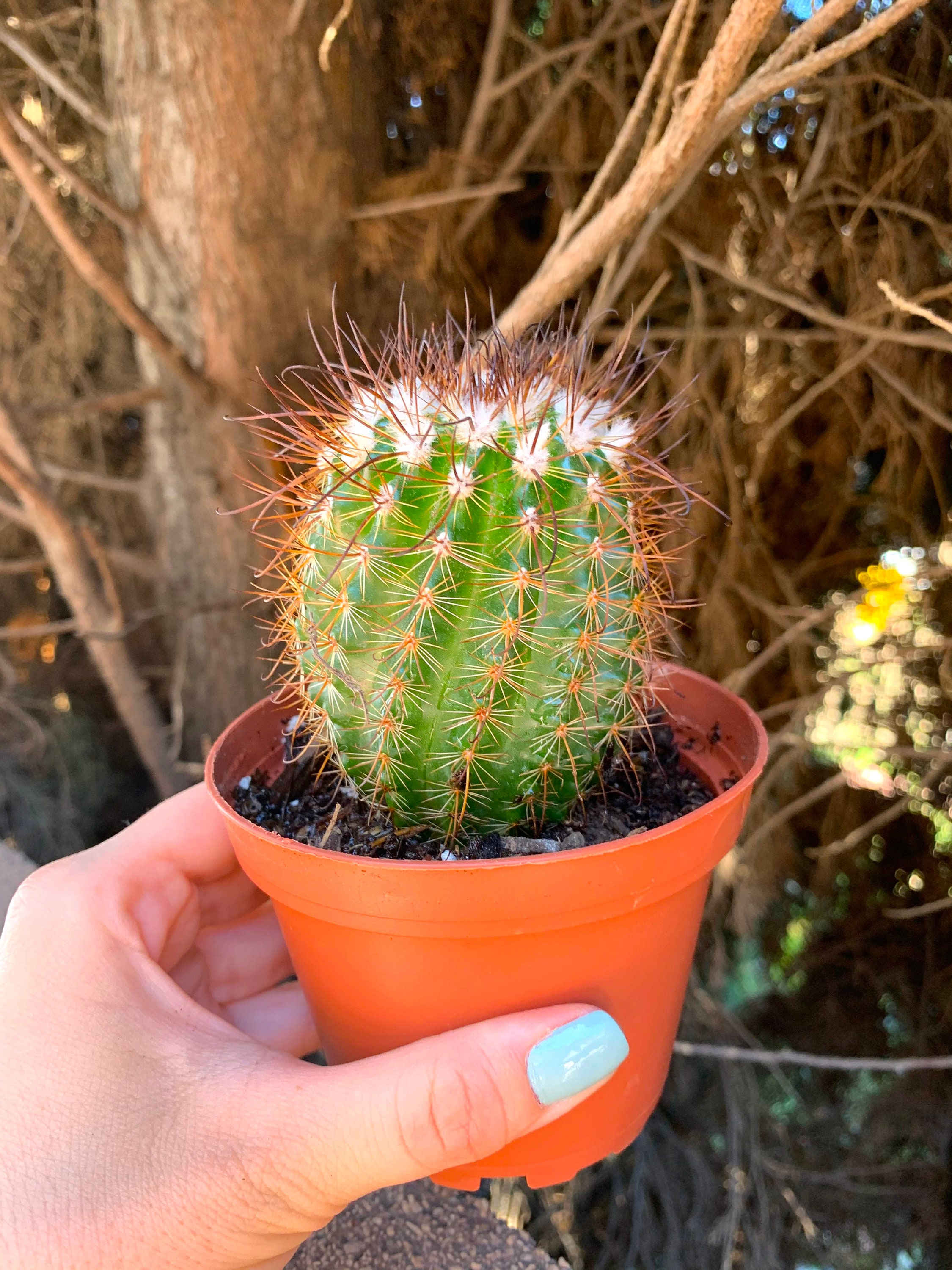 4 Large Cactus Melocactus Conoideus Cacti Etsy