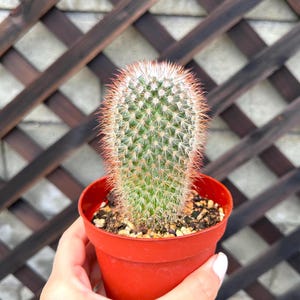 Cactud Neoraimondia Herzogiana Cactus, Baseball Bat Cactus, Live