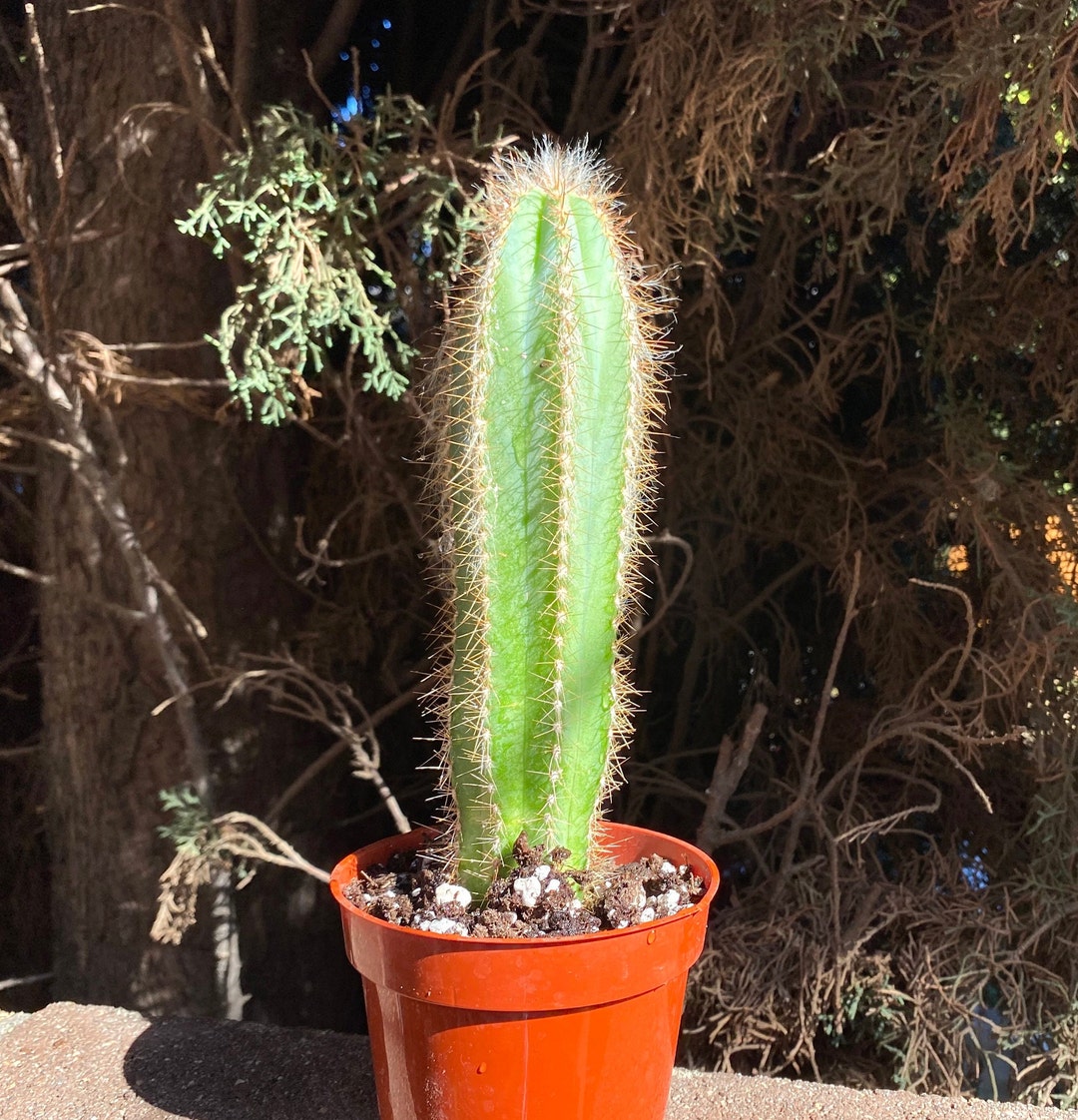 Large 4 Cactus Plant Blue Torch Cactus Plant Live Cactus Succulents