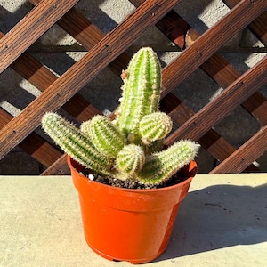 4&quot; Echinopsis Chamaecereus - Peanut Cactus - Cactus Plants - Live Cactus - Live Succulent - Cactus Plant - Succulent Plants -Rare Cactus